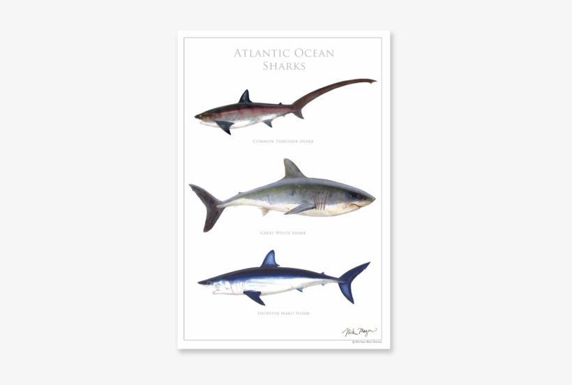 Posters - Atlantic Sharks, transparent png