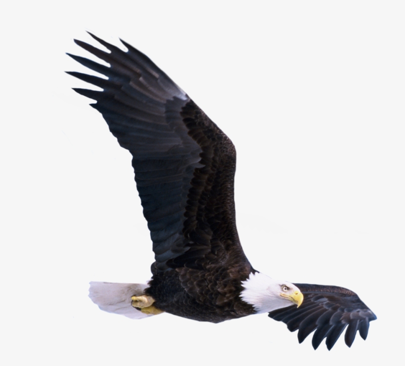 Bald Eagle Png Photo, transparent png
