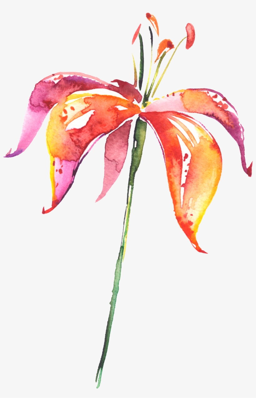 Fennel Drawing Watercolor, transparent png