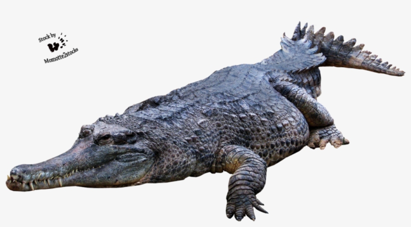 Crocodile, Gator Png - Crocodile Png Transparent, transparent png