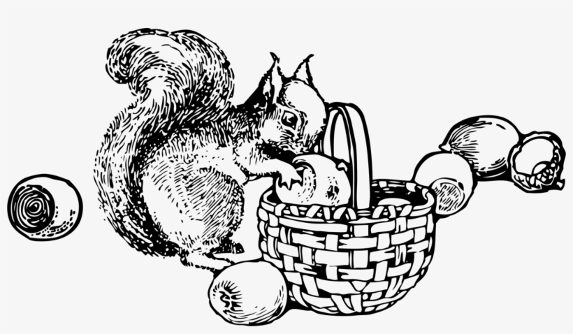 Squirrel Drawing Coloring Book The Enchanted Forest - Squirrel Gathering Nuts Clipart, transparent png