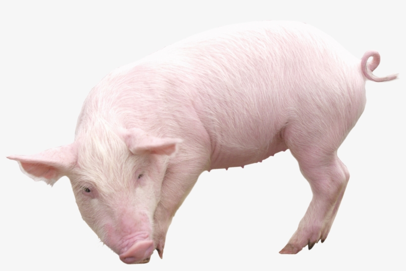 Pig From Sideview Png Image - Pig Png, transparent png