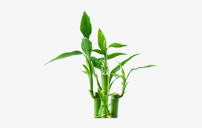 Bamboo Png - Avon Luck Limitless For Him, transparent png