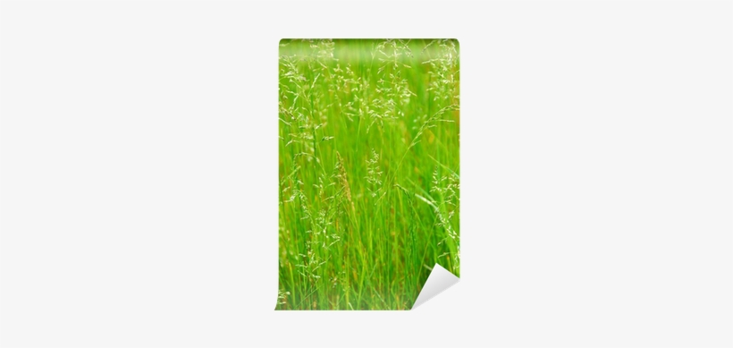 Light Switch, transparent png