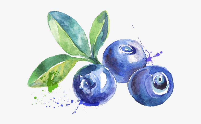 Blueberry Watercolor, transparent png