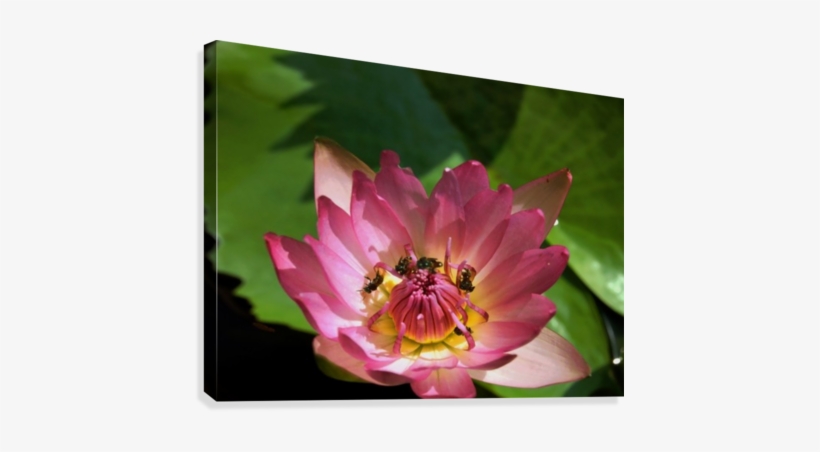 Lotus And Bees Canvas Print, transparent png
