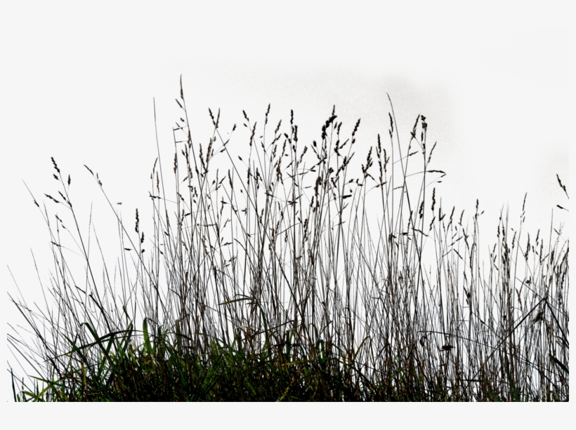 Ornamental Lawn Clip Art - Long Grass Png, transparent png