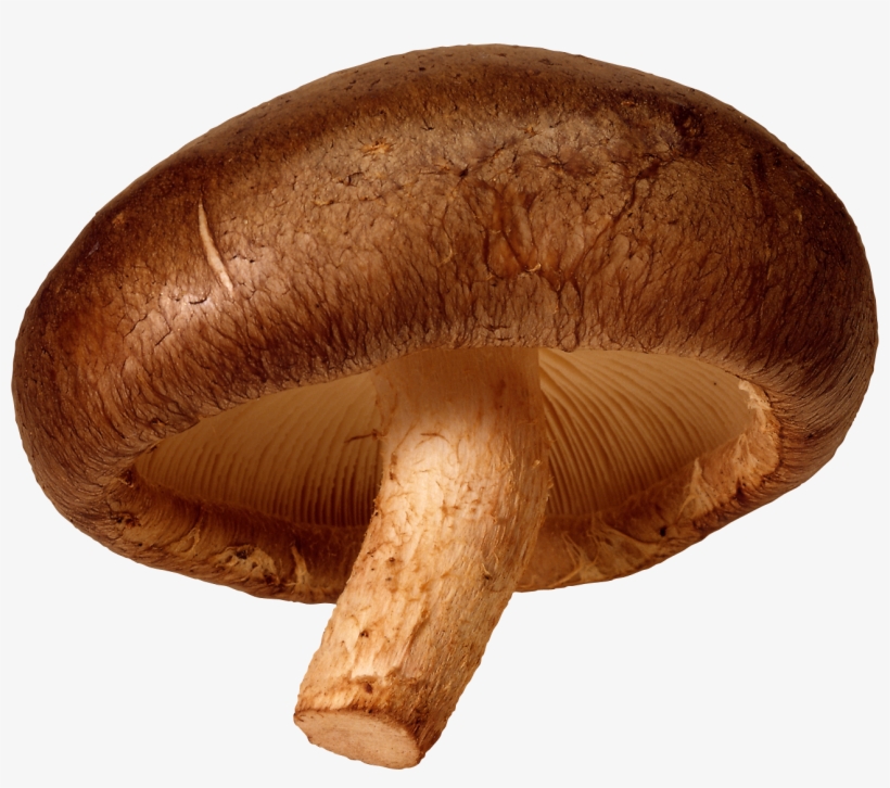Mushroom Png Image - Transparent Background Mushroom Clipart, transparent png
