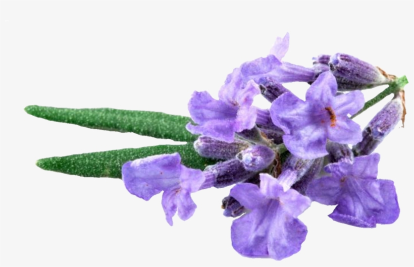 1521890174388 - Earth Rated Lavender-scented Poop Bag Single, transparent png