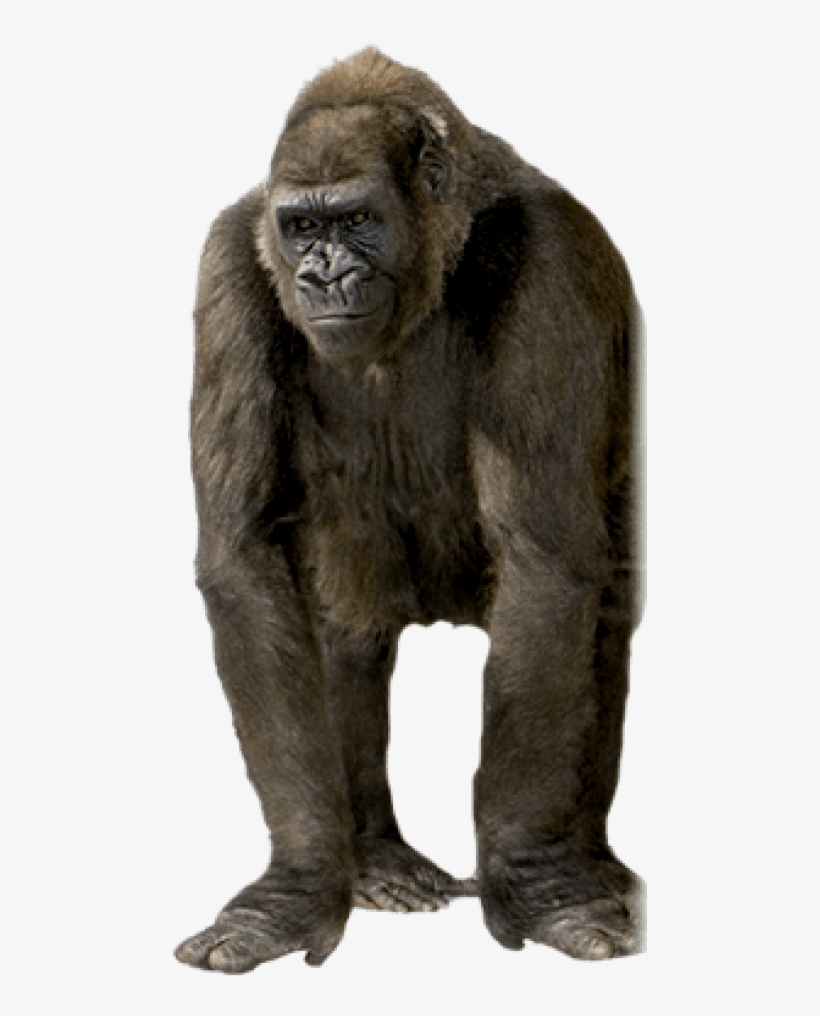 Free Png Gorilla Png Images Transparent - Gorilla Transparent Background, transparent png