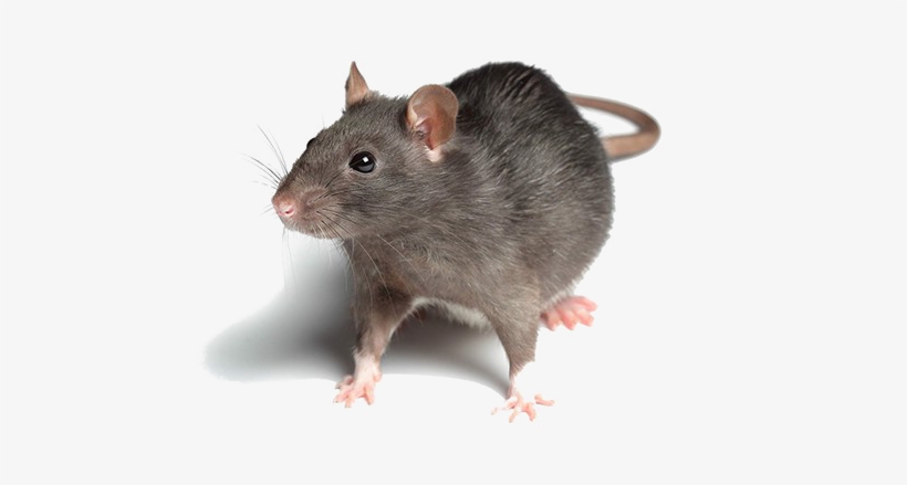Rat Transparent Images - Arudge Extra Effective Ultrasonic Pest Repeller, For, transparent png