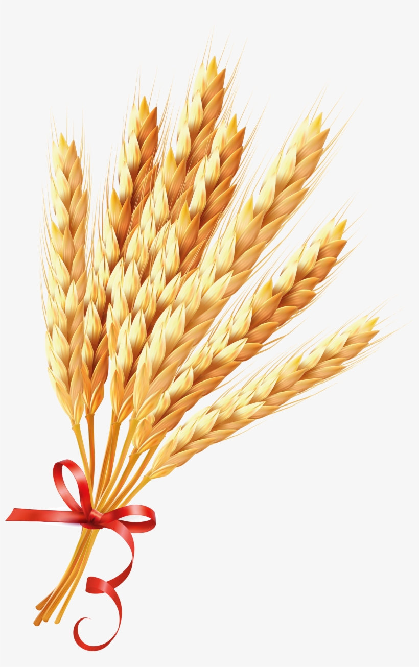 Зерно Клипарт, transparent png