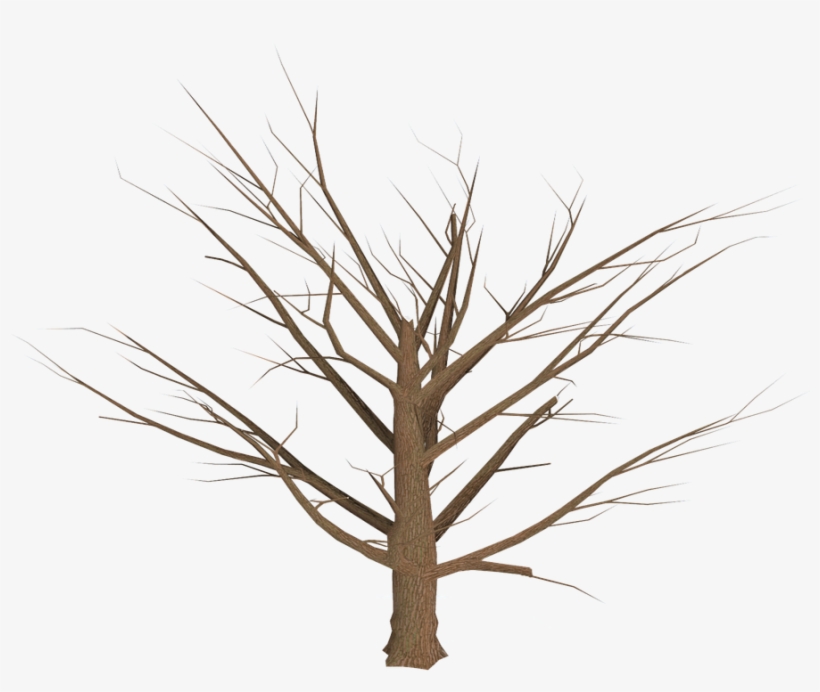 Tree, Png, Isolated, Dead Plant, Weathered, Old, Morsch - Ramas Arbol Png, transparent png
