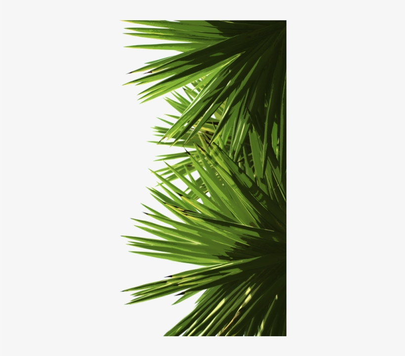 Green Palm Leaves, Green, Palm, Leaf Png And Psd - Portable Network Graphics, transparent png