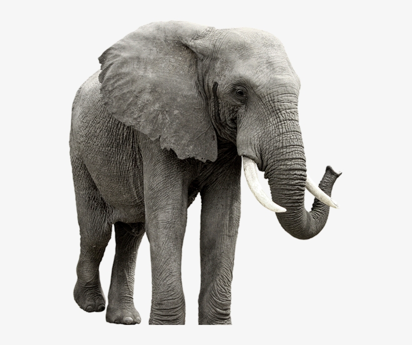 Elephant Png - Elephant Transparent, transparent png