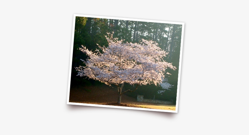 In Japan, The Flowering Cherry Tree, Or “sakura,” Is - Prunus Subhirtella Autumnalis Rosea Tree, transparent png