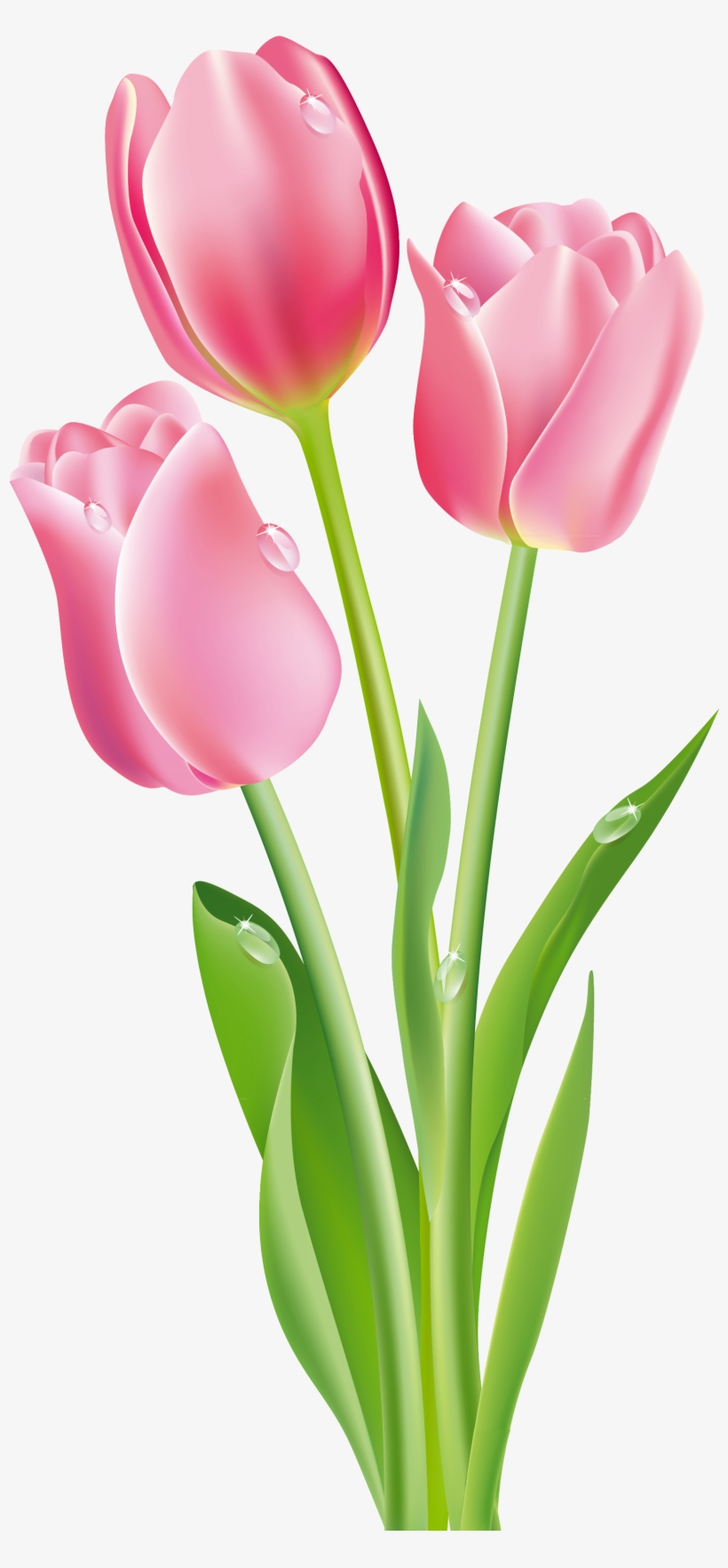 Pink Tulips Png Clipart Image - Pink Tulips Clip Art, transparent png