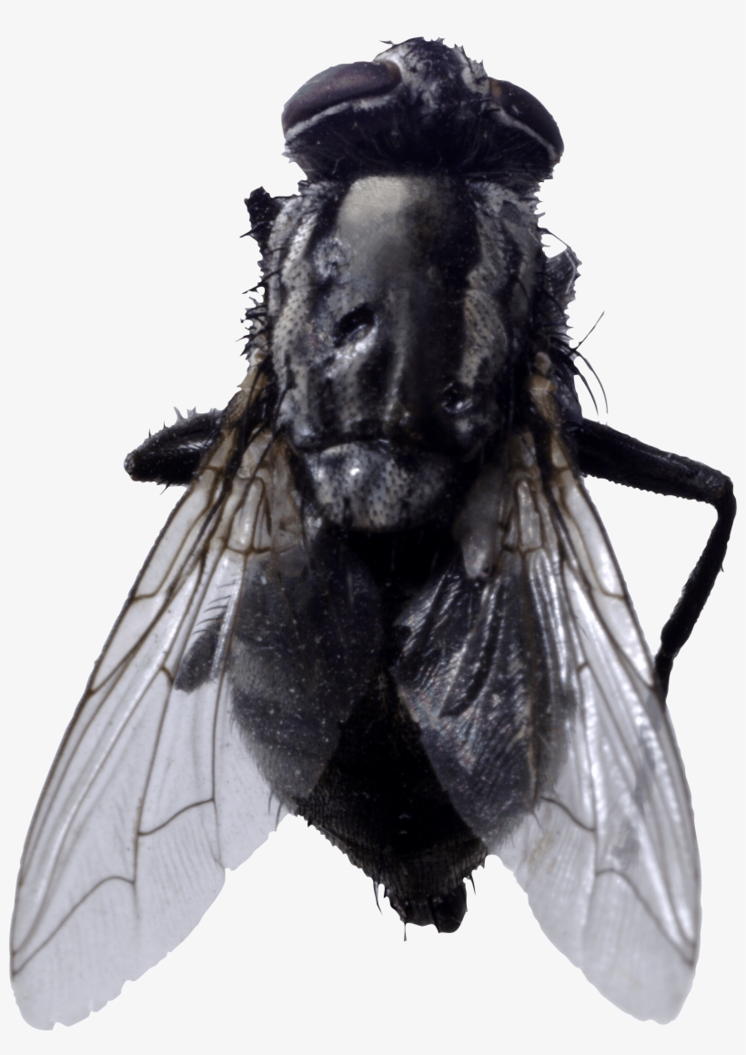 Fly With Transparent Background, transparent png