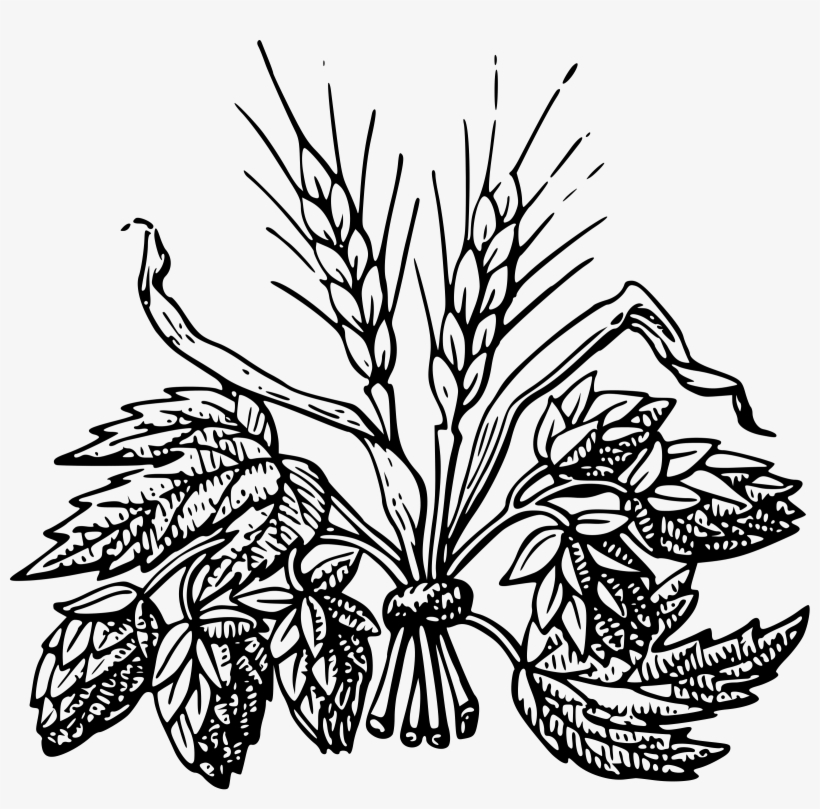 Barley - Beer Ingredients Clipart, transparent png