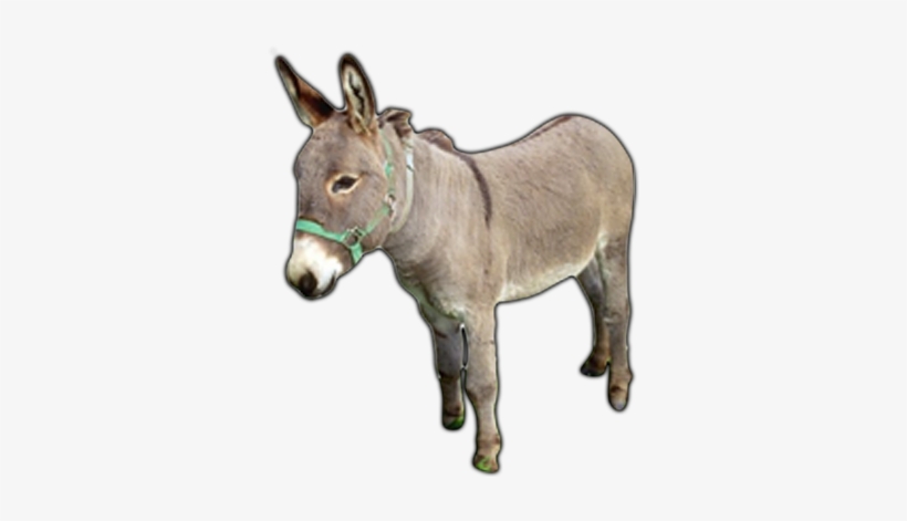 Donkey Png Images - Dunkey Animal, transparent png