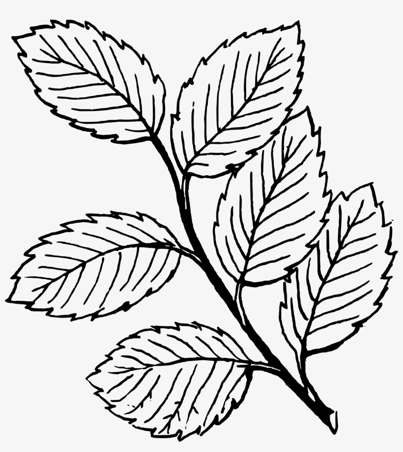 Black And White Leaves Clipart - Colouring Page Of Leaves, transparent png