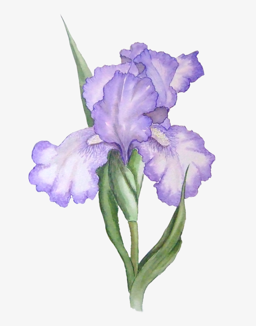 Free Iris Flower Graphic - Iris Flower Png, transparent png