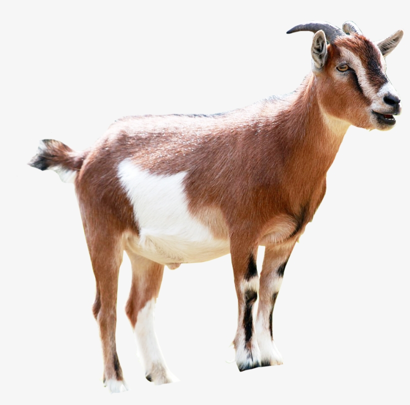 Milking Animal Sales Transprent - Ethiopian Goat, transparent png