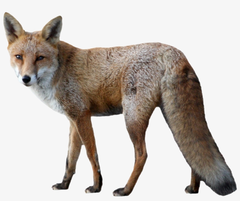 Fox Png Image - Fox Png, transparent png