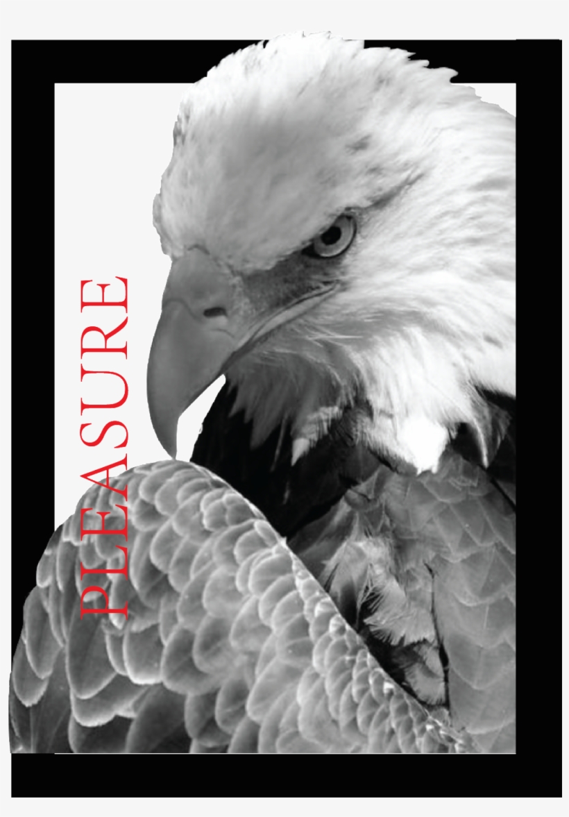 Bald Eagle, transparent png