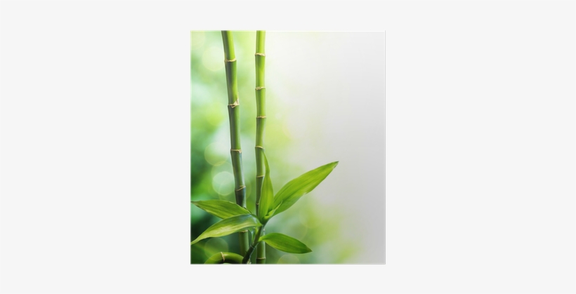 Stickers Autocollant Ou Affiche Poster Bambous Fl 00055, transparent png