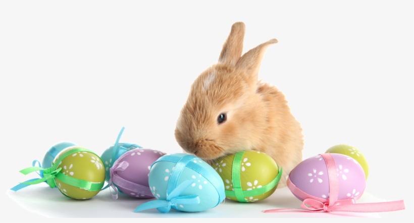 With Eggs Transparent Marges - Easter Bunny Eggs Png, transparent png