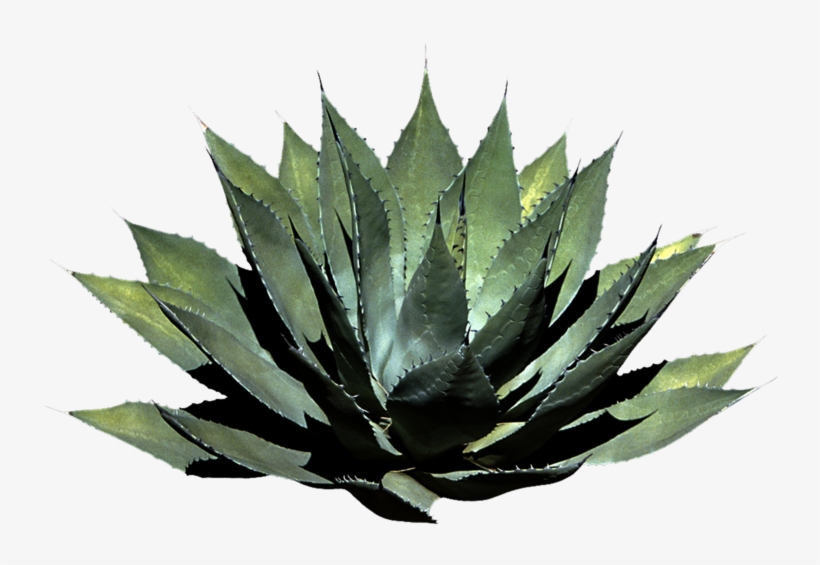 Png Plant By Moonglowlilly - Plant Png, transparent png
