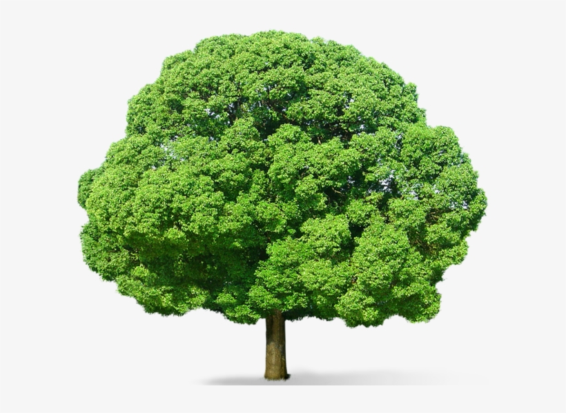 Shrubs With Rocks - Green Tree Png, transparent png