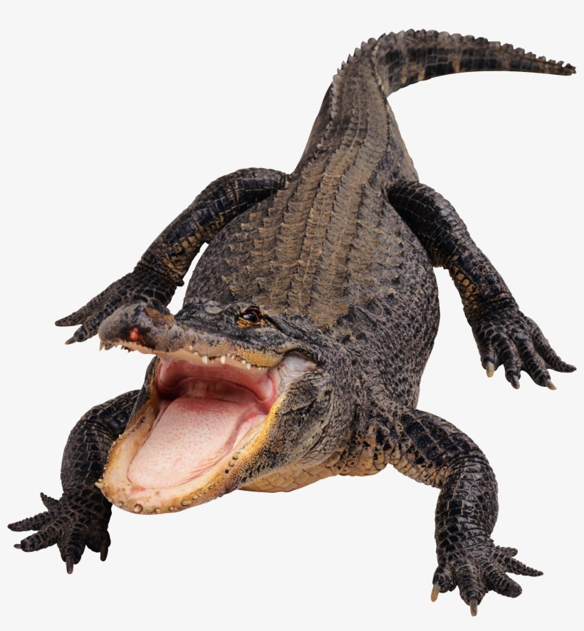 Crocodile, Gator Png - Munchkin Traveling Flash Cards, transparent png