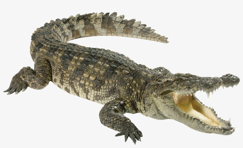 Crocodile Png, transparent png