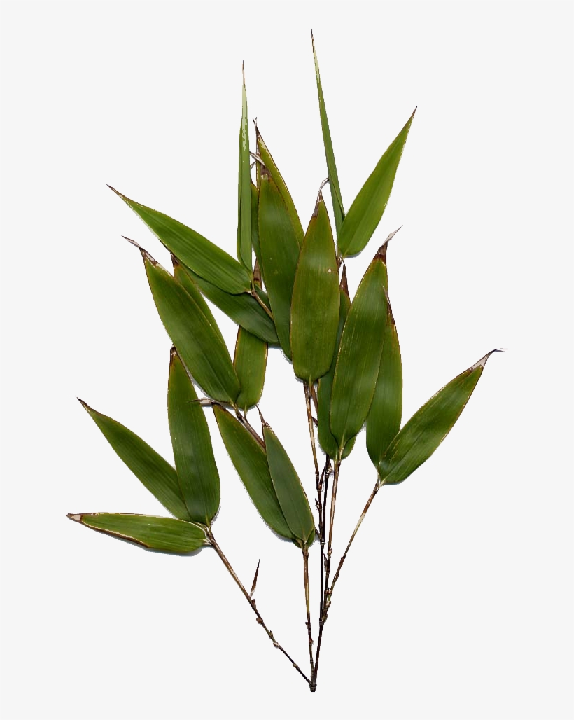 Bamboo Leaf Png Image - Bamboo Leaf Png, transparent png