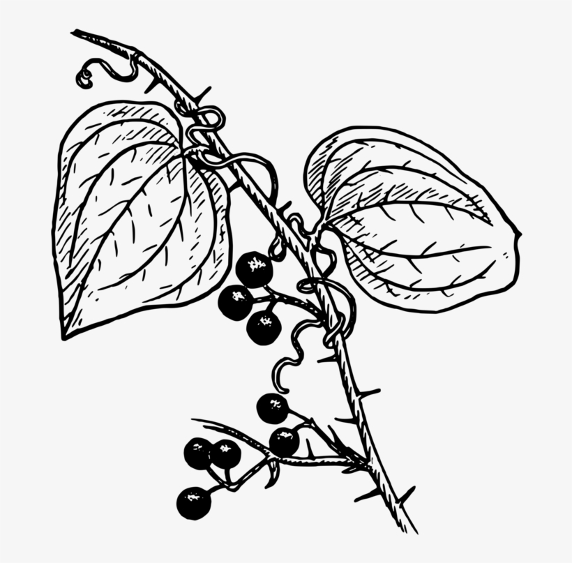 Svg Free Library Plants Coloring Book Biology Free - Black And White Clip Biology, transparent png