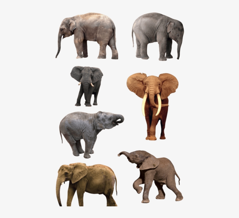 Download Amazing High-quality Latest Png Images Transparent - Natural History Museum Of Los Angeles County, transparent png