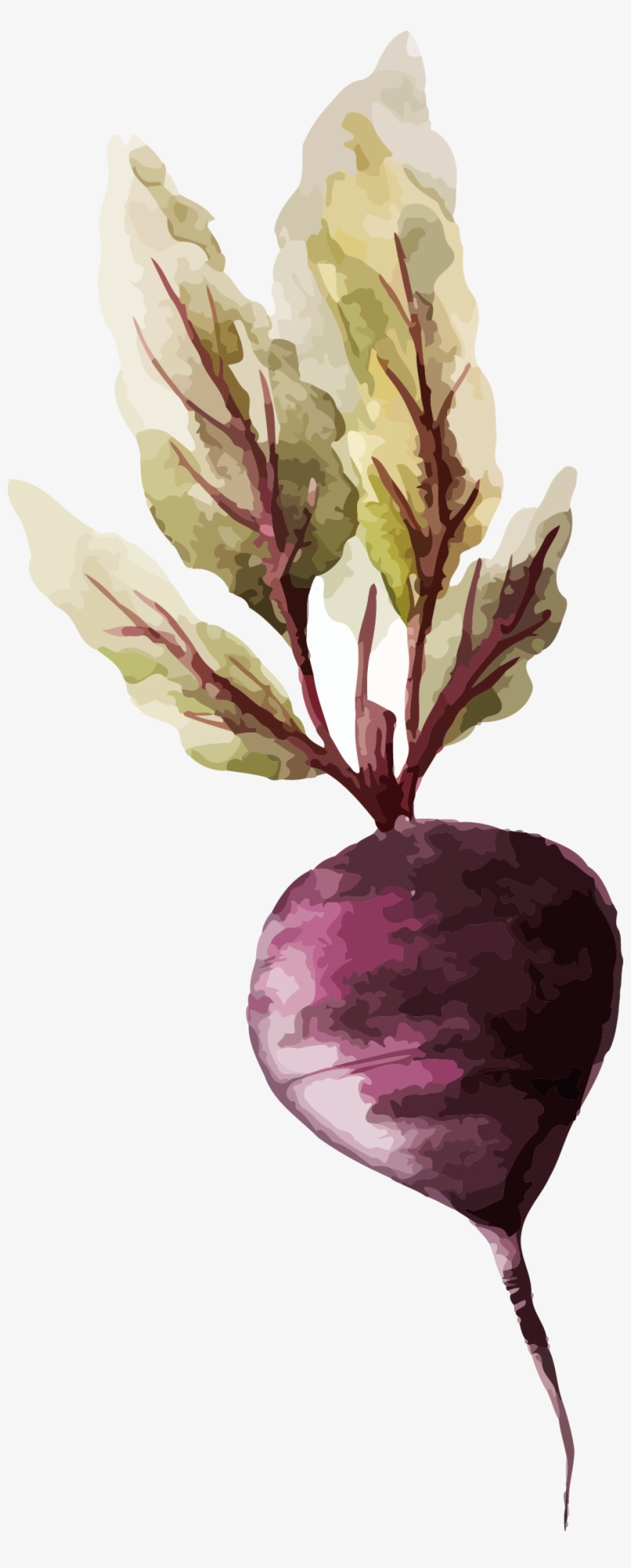 Watercolor Painting Vegetable Drawing Illustration - Vegetable Watercolor, transparent png