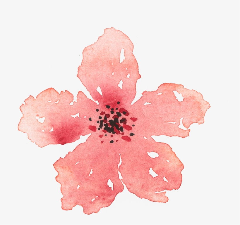 Of A Friends Wedding In The Summer Of - Hibiscus, transparent png