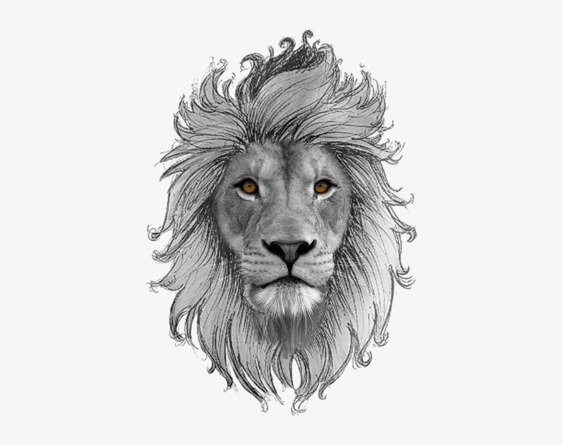 Lion Art Drawings Sketches, Zodiac Society, Drawing - Wildlife Heritage Foundation, transparent png