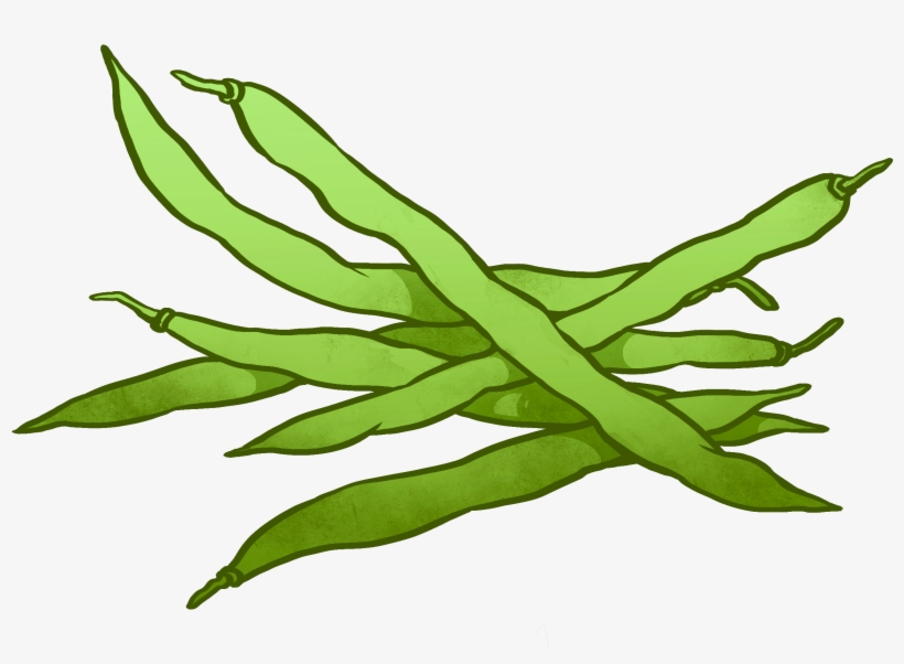 Banner Stock String Beans Drawing At Getdrawings - Beans Clip Art, transparent png