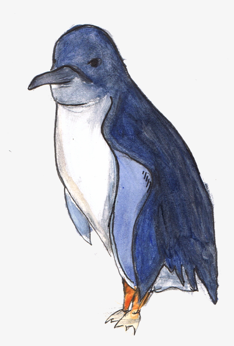 Fairy Penguin - Little Penguin, transparent png