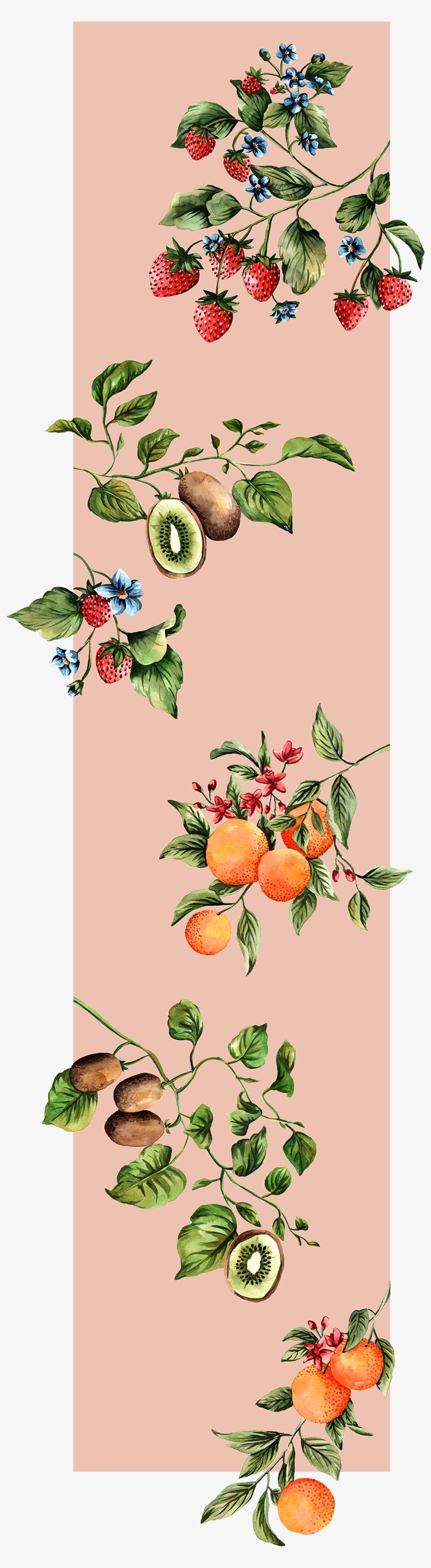 Paula Hasenack-fruits - Fruit, transparent png