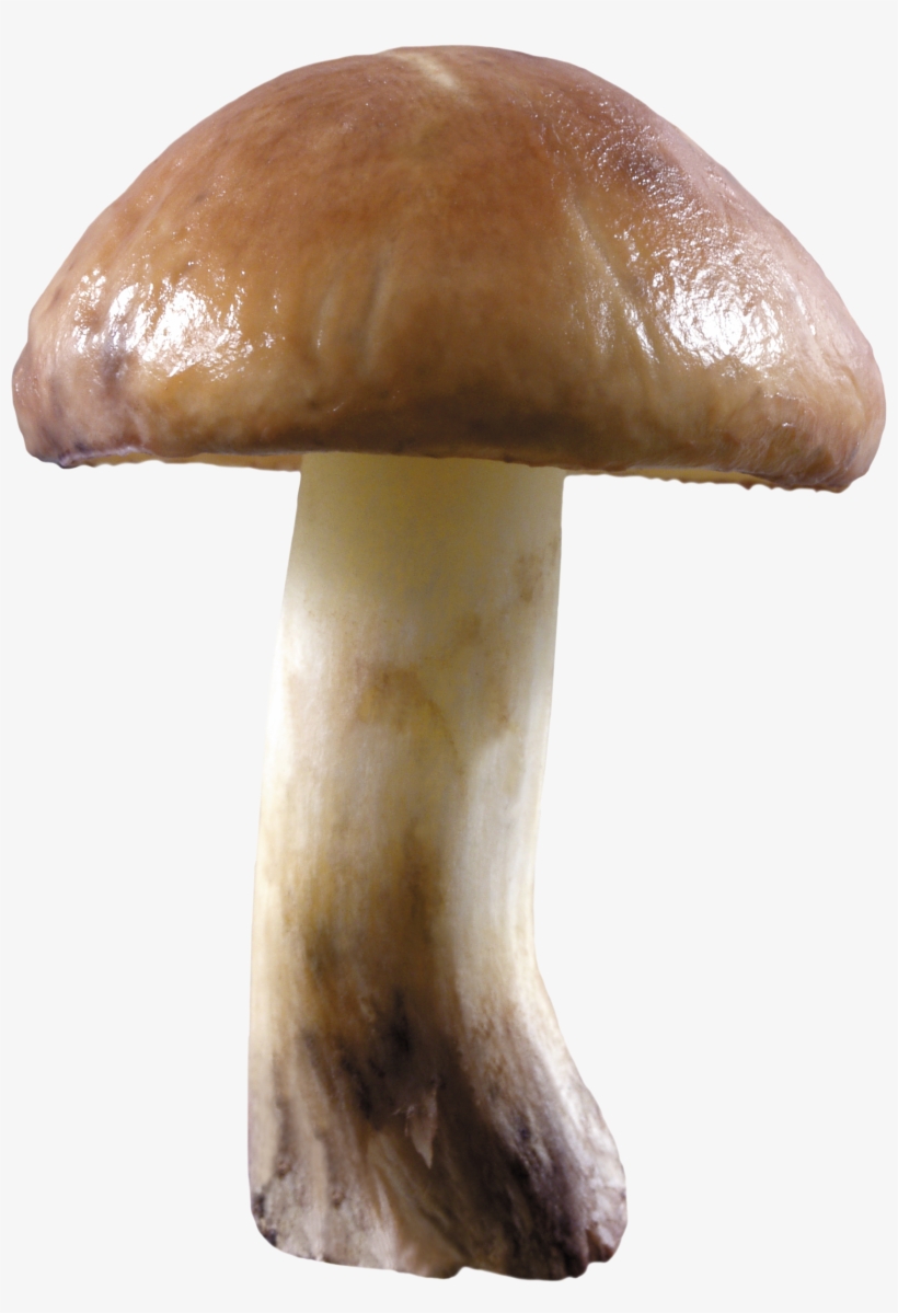 Mushroom Png Image - Spaced Out: The Story Of Mushroom Records - Various, transparent png