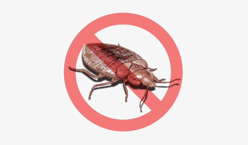 Bed Bug Png Psd - Bed Bugs Png, transparent png