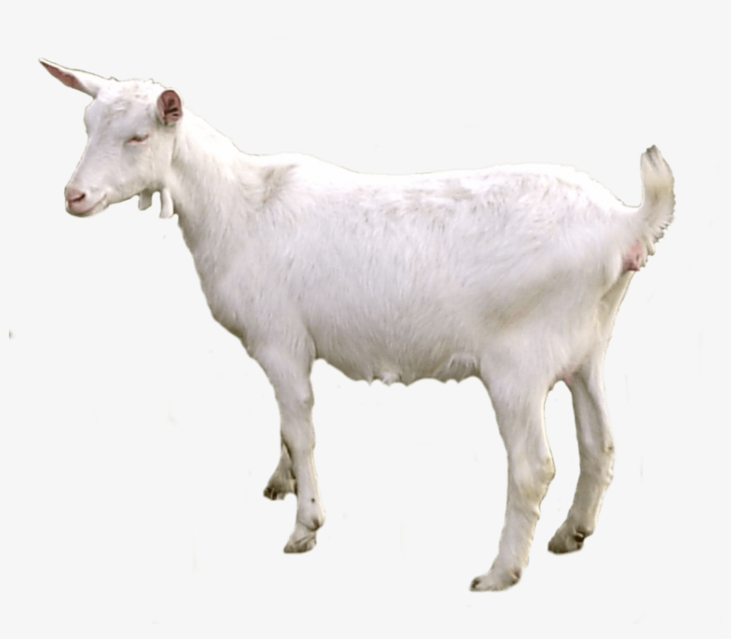 Free Png Goat Png Images Transparent - Cabra Png, transparent png