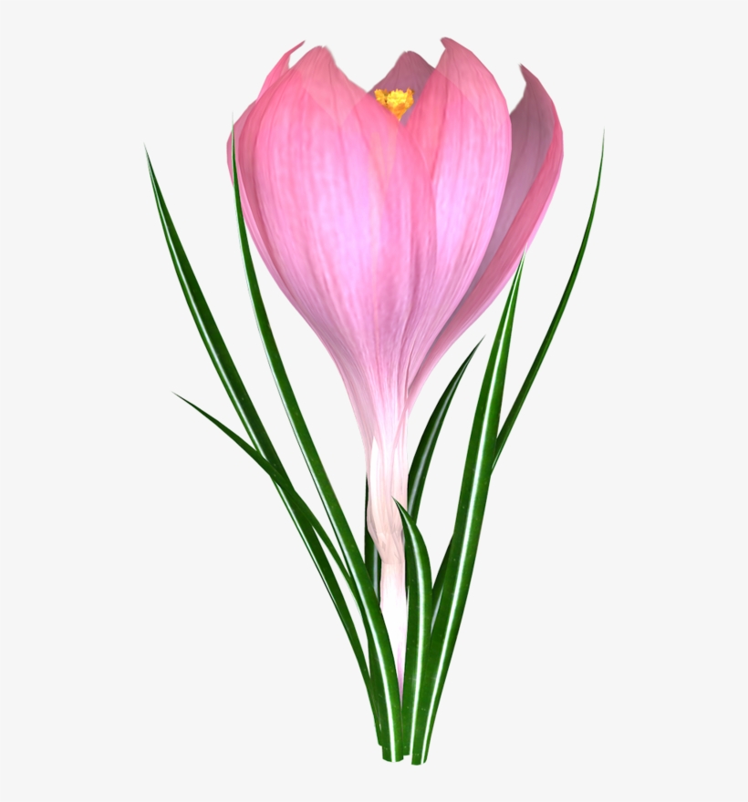 Фотки Potted Flowers, Flower Pots, Art Flowers, Flower - Flower, transparent png