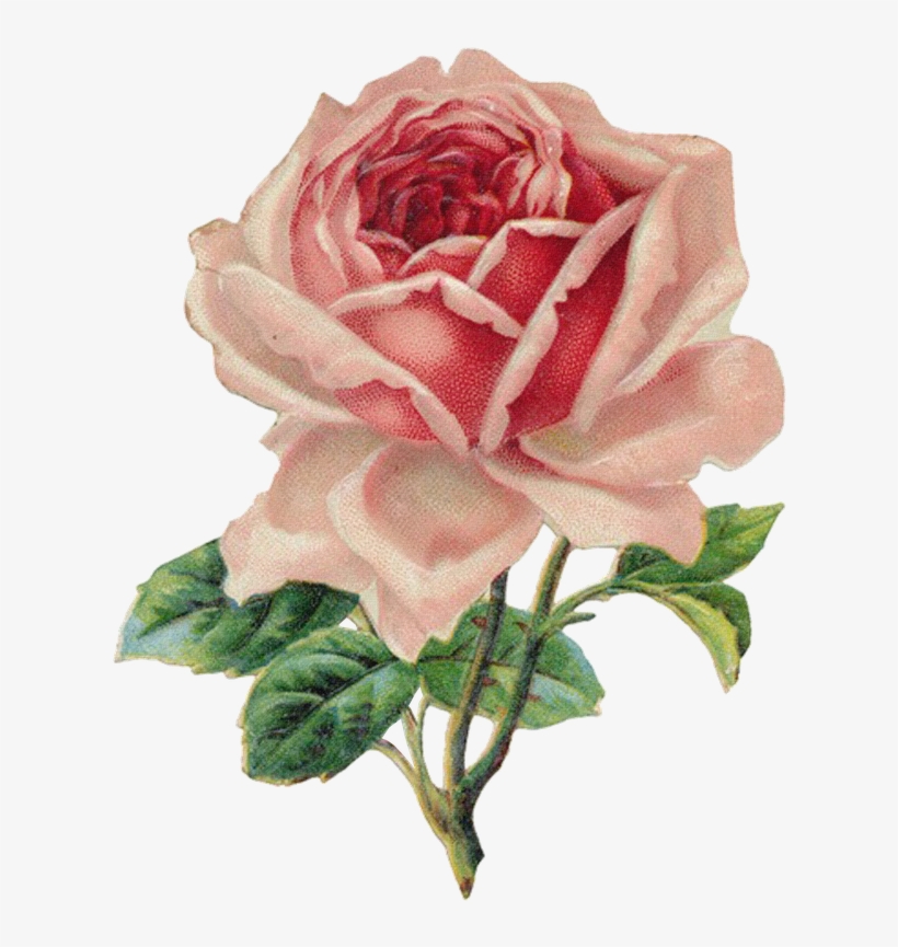 Sweetly Scrapped 's Free Printables,digi's And Clip - Vintage Rose, transparent png
