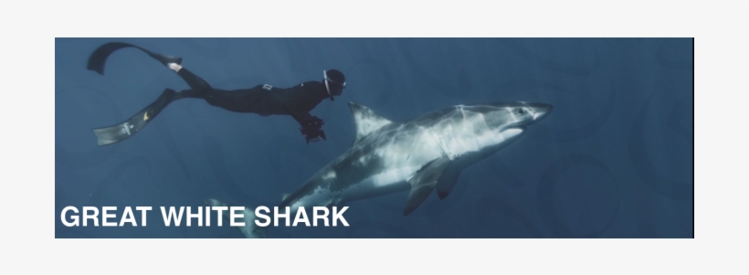 Featured - Great White Shark, transparent png